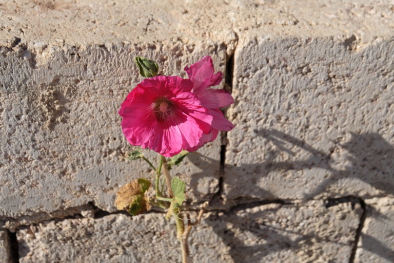 flower Syria