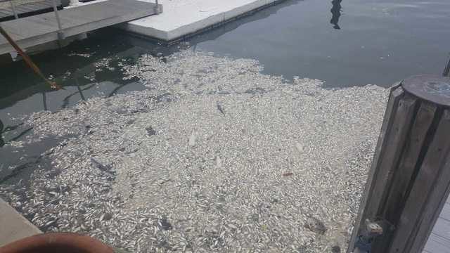 dead fish in Naples