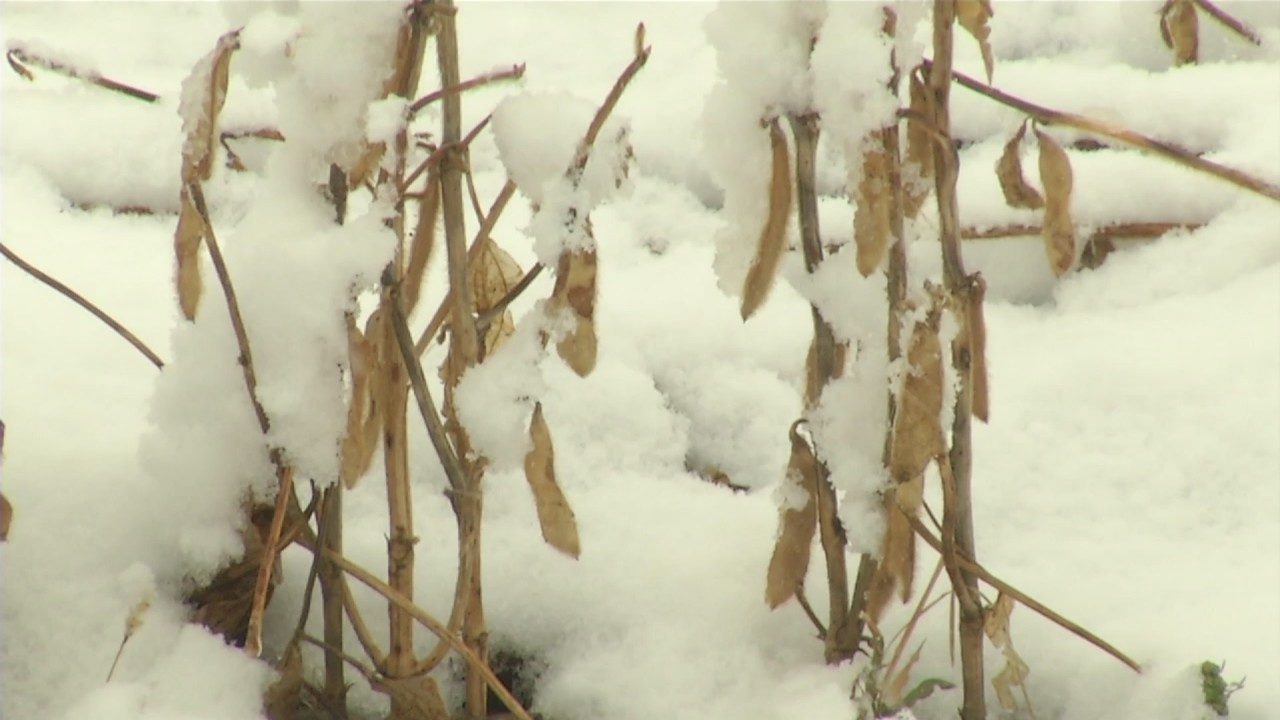 snow crops