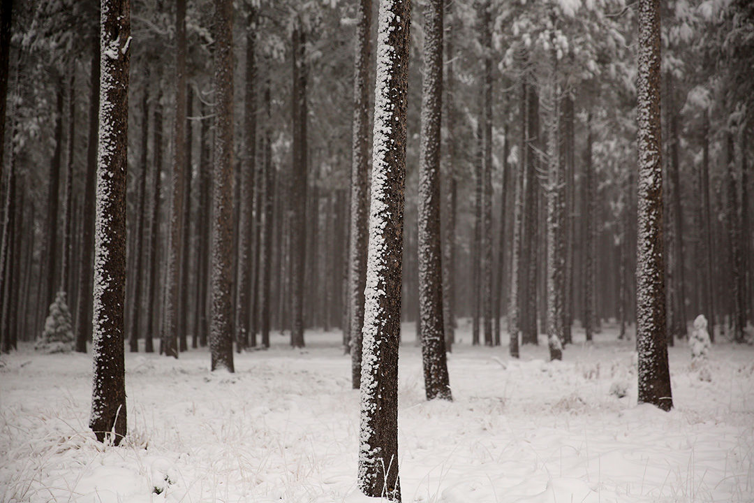 Click to enlarge Snow blankets Casper Mountain