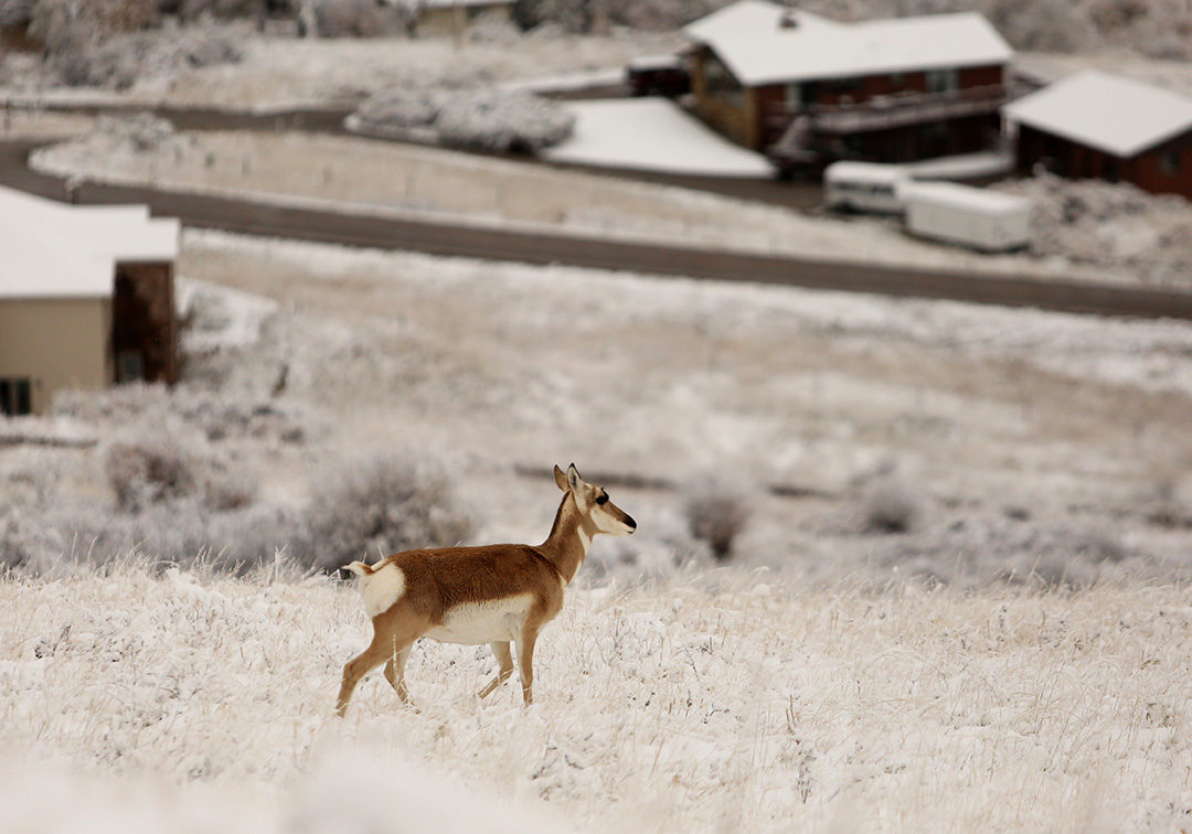 An antelope makes its way through the snow