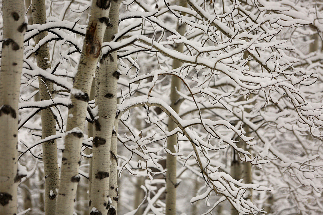 Click to enlarge snow