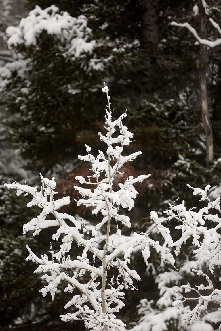 Click to enlarge snow