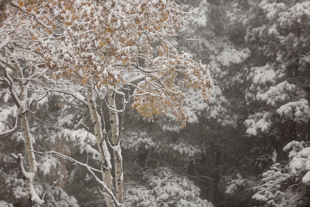 Click to enlarge snow