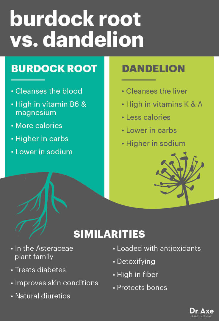 burdock vs dandelion