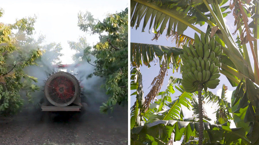 Click to enlarge Pesticides martinique guadeloupe
