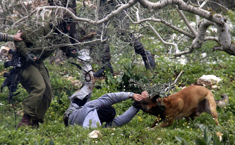 Click to enlarge israel attack dogs