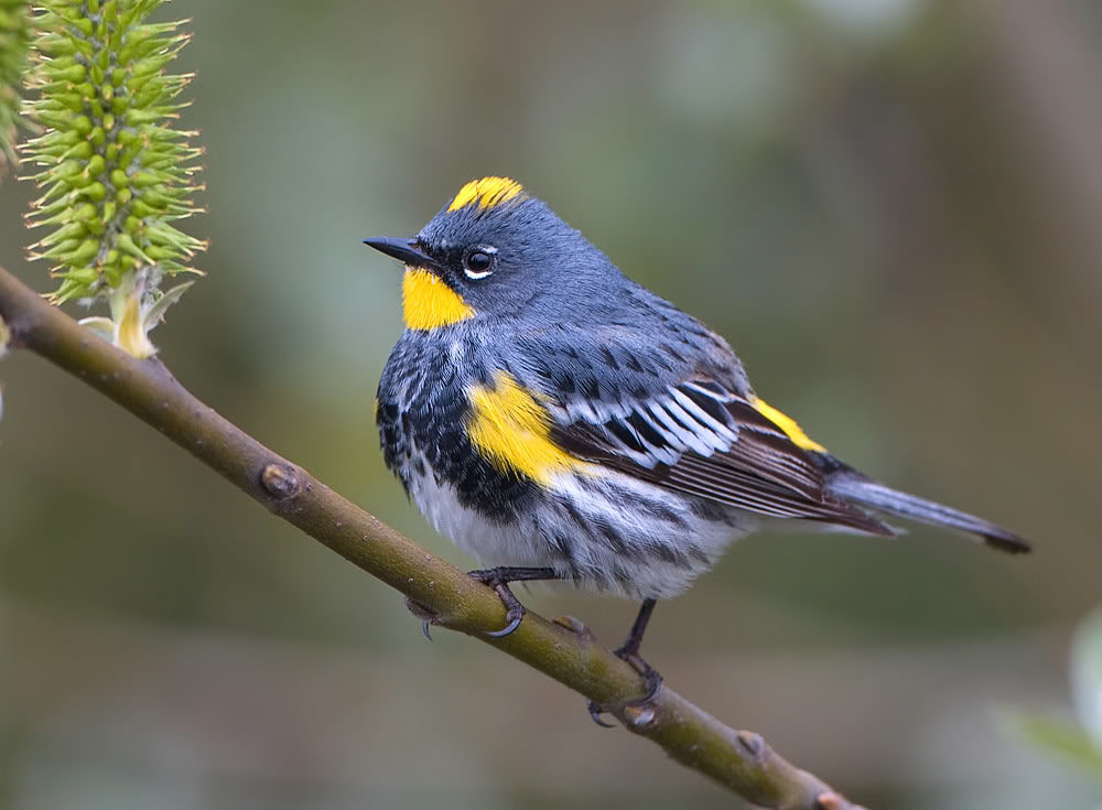 Yellow-rumped Warbler