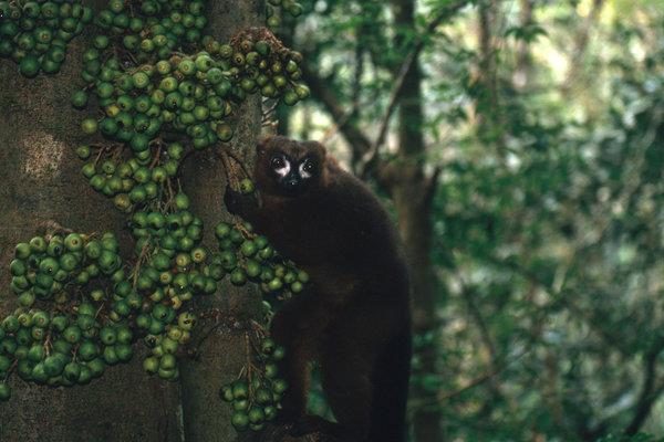 Lemur madagascar