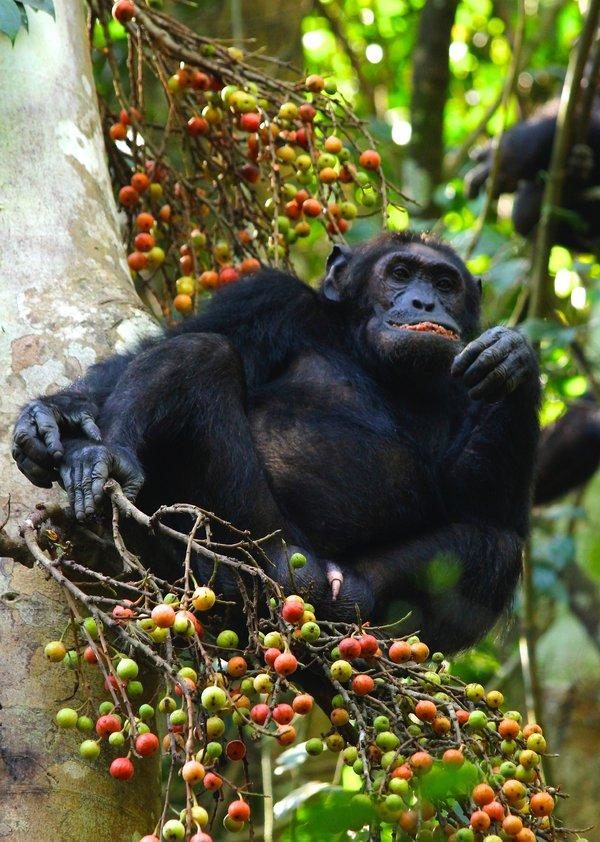 chimpanzee Uganda.