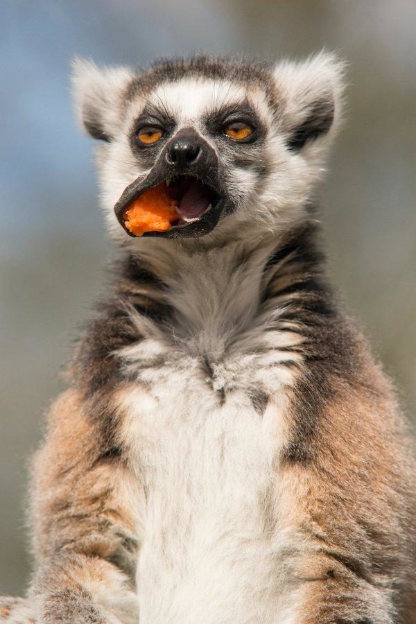 Lemur madagascar