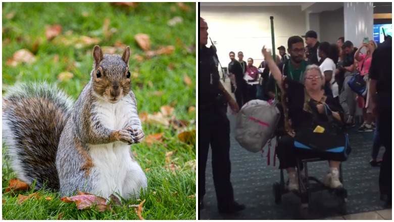 emotional support squirrel