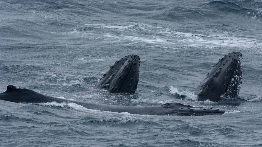 Click to enlarge whales