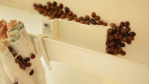 ladybird invasion uk
