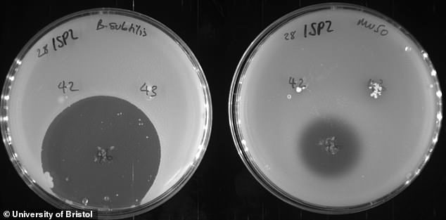sponge antibiotic