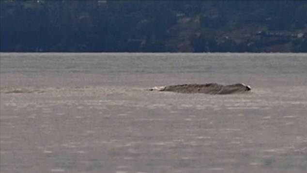 British Columbia visitors and residents have spotted the legendary Ogopogo beast rearing its head out of Lake Okanagan (pictured in 2018)