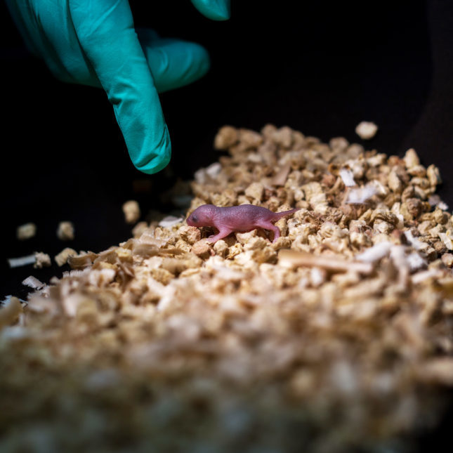 Click to enlarge A mouse pup that was born to two genetic fathers