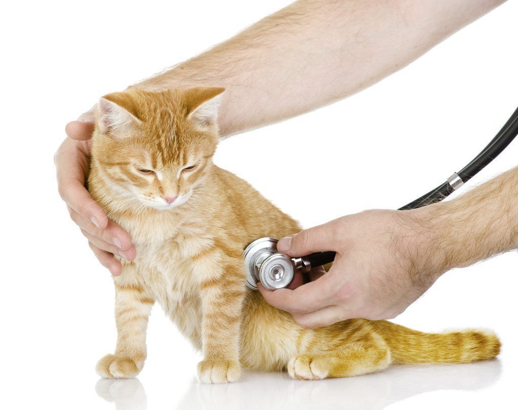 sick kitty