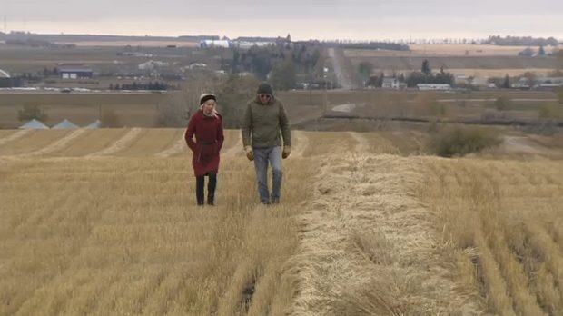 Tony Marshall tours CTV's Alesia Fieldberg through his field of wheat near Aldersyde as he awaits an opportunity to finish harvesting