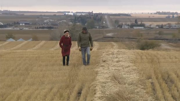 Click to enlarge Tony Marshall tours CTV's Alesia Fieldberg through his field of wheat near Aldersyde as he awaits an opportunity to finish harvesting