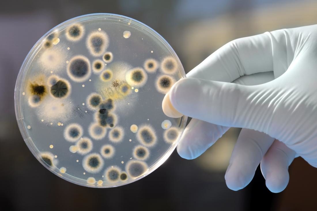 Probiotic kills superbugs treats MRSA