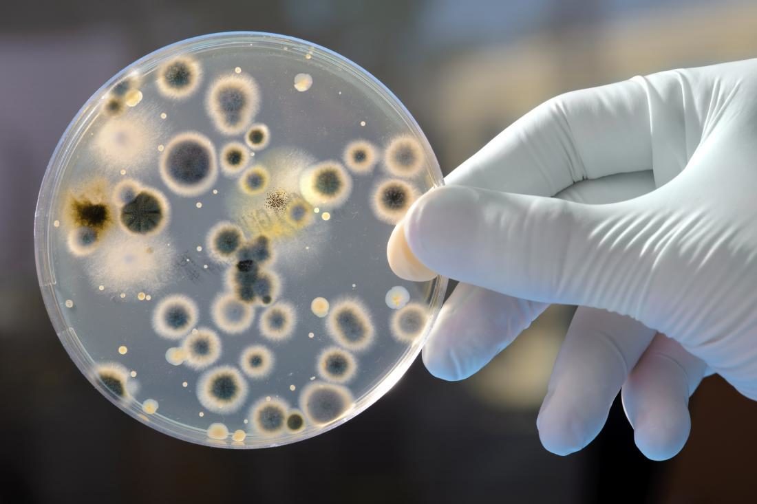 Click to enlarge Probiotic kills superbugs treats MRSA