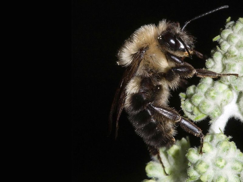 Click to enlarge honey bee on plant