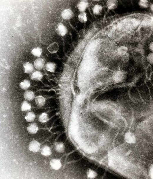 bacterophages