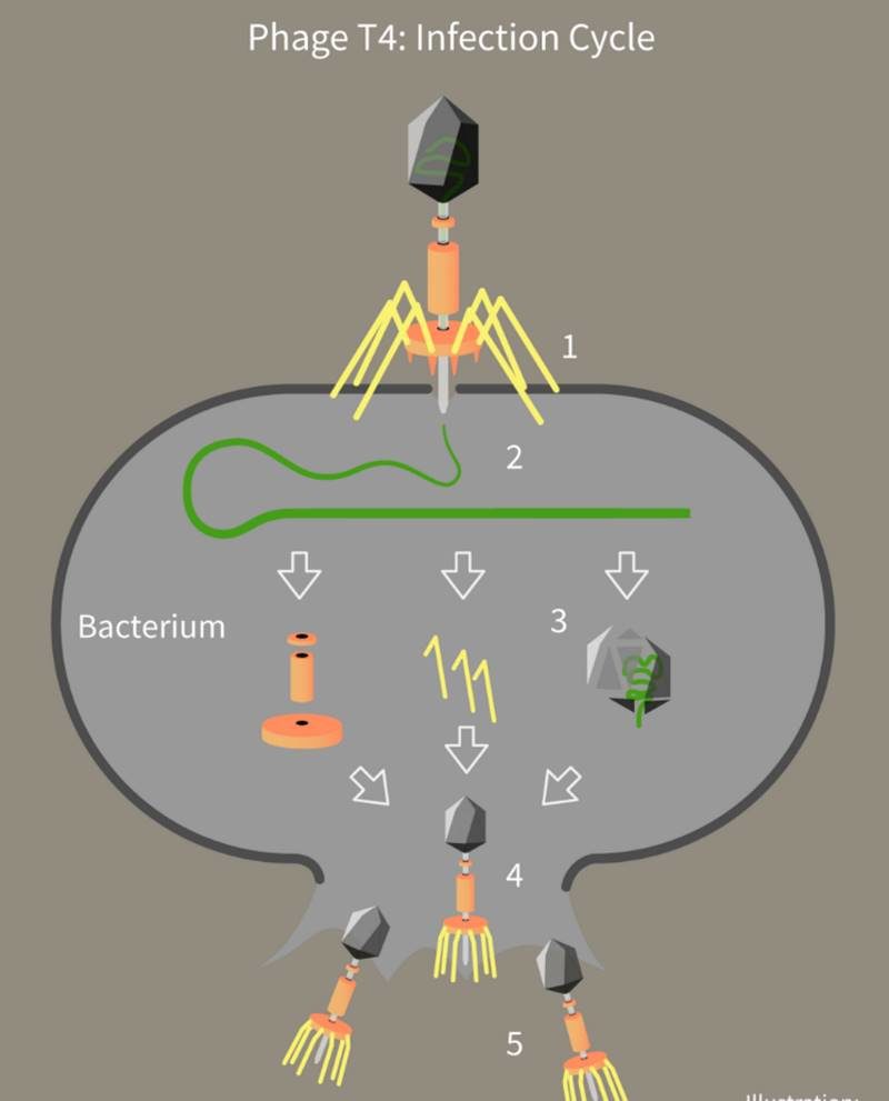 virus infect cell