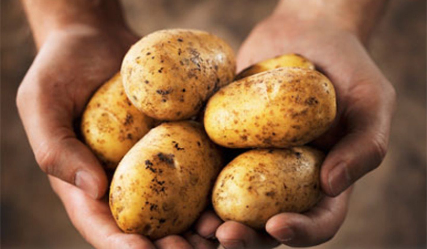 Click to enlarge GMO Potatoes