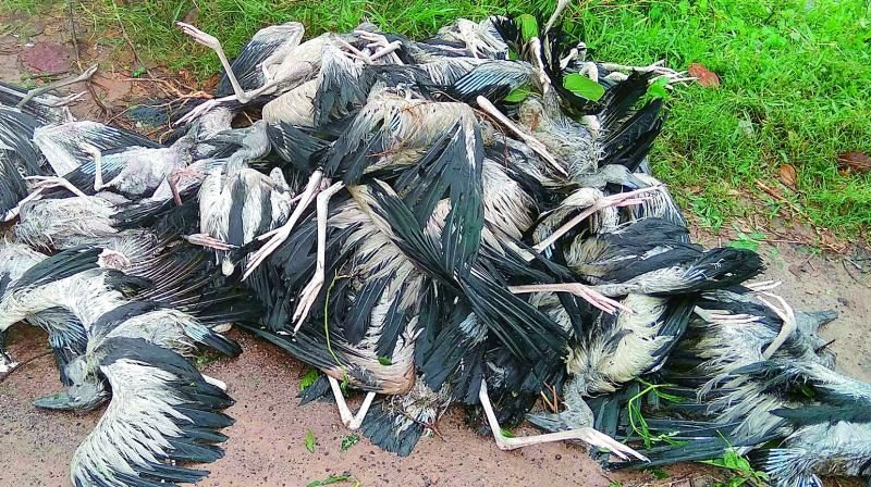 Heavy rain and gusty winds kill many pelicans