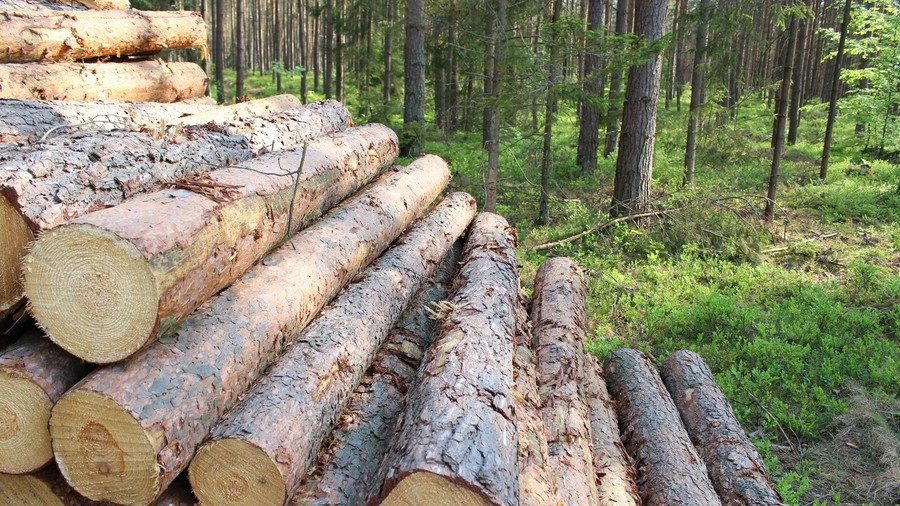 pentagon raze protected forest poland