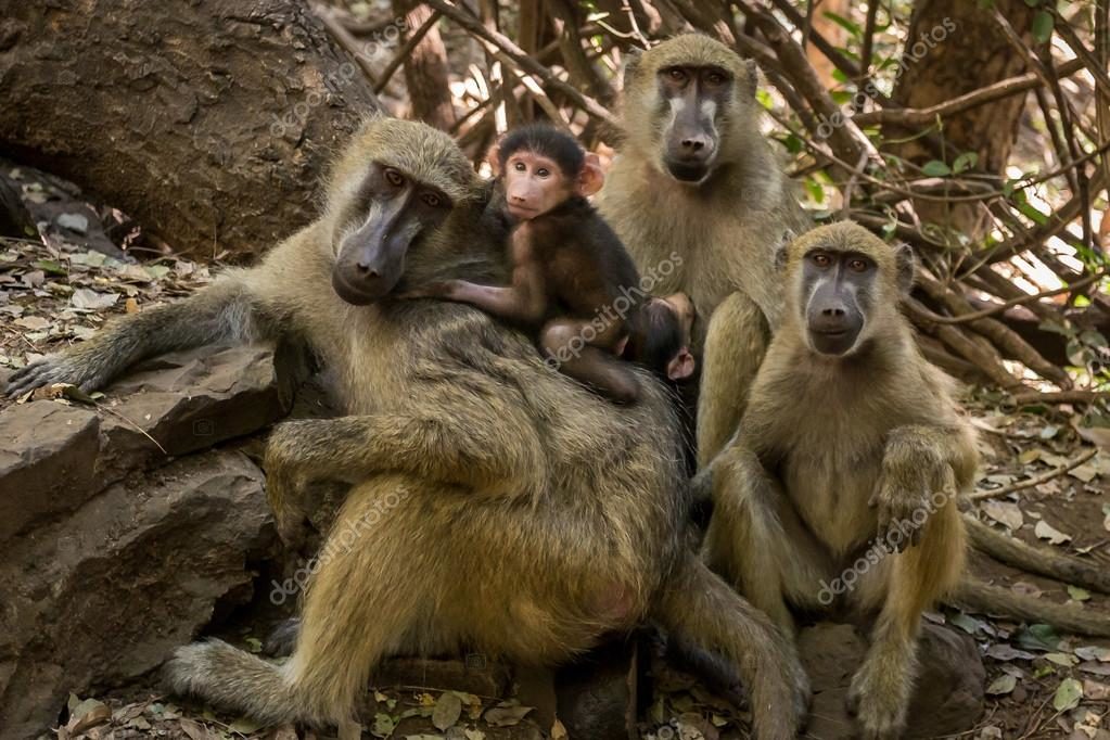 baboons