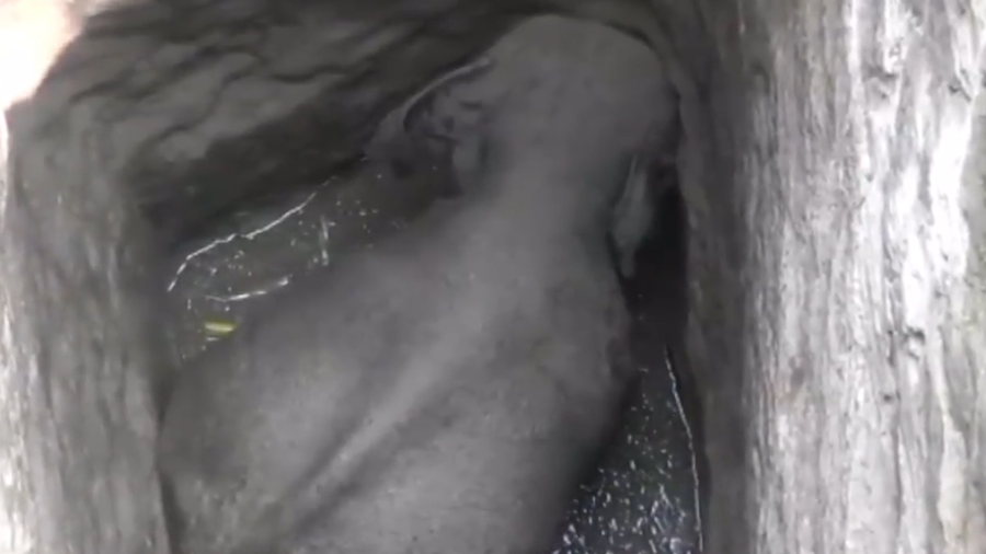 elephant well