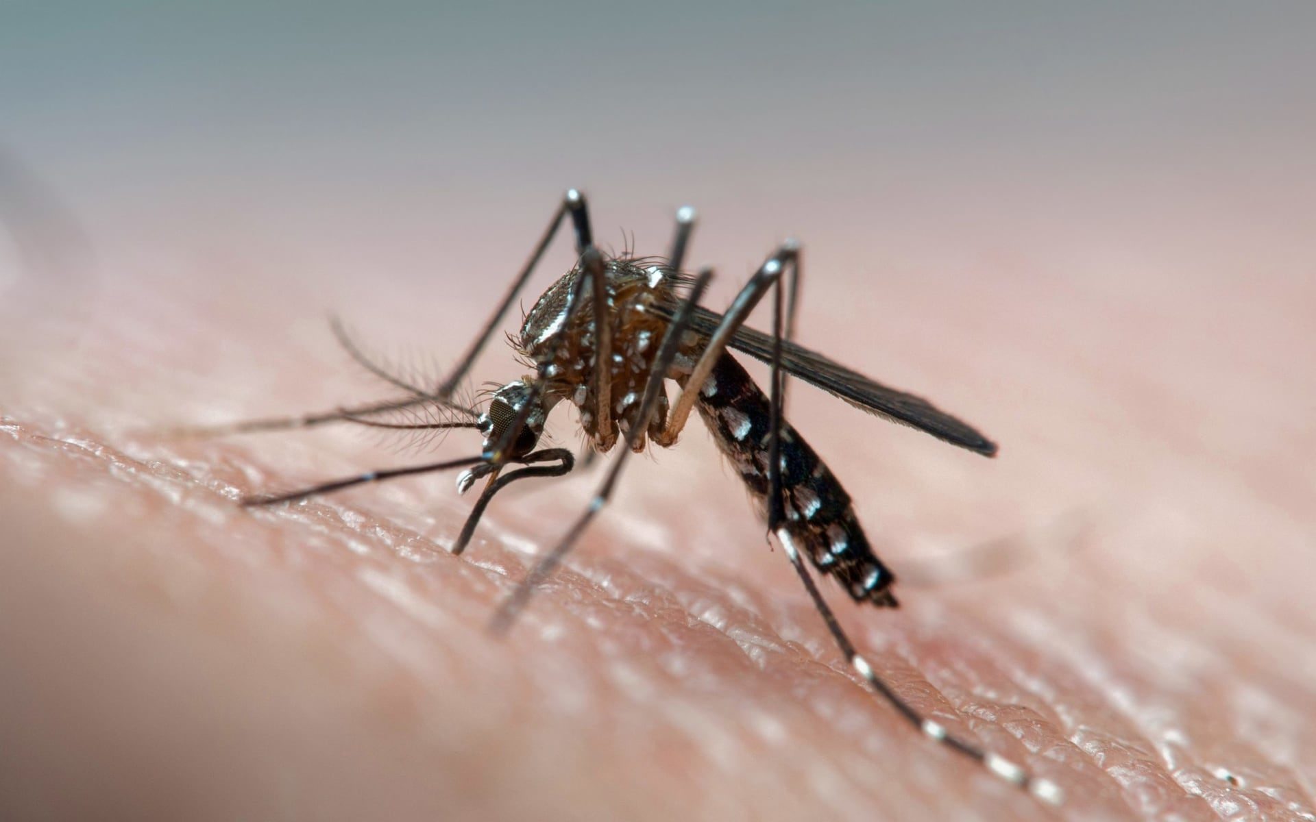 Click to enlarge mosquito