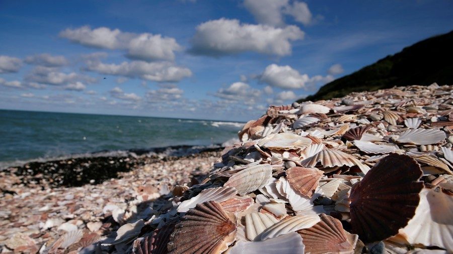 Click to enlarge Seashells