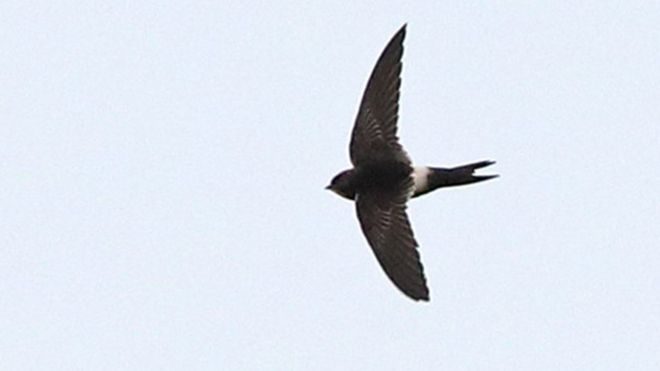 The white-rumped swift was spotted on Sunday evening at Hornsea Mere