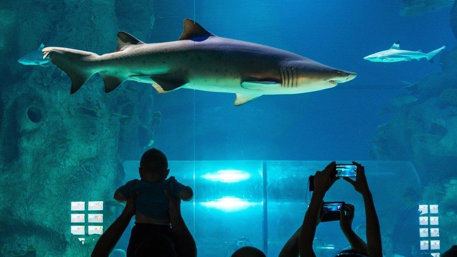 Shark