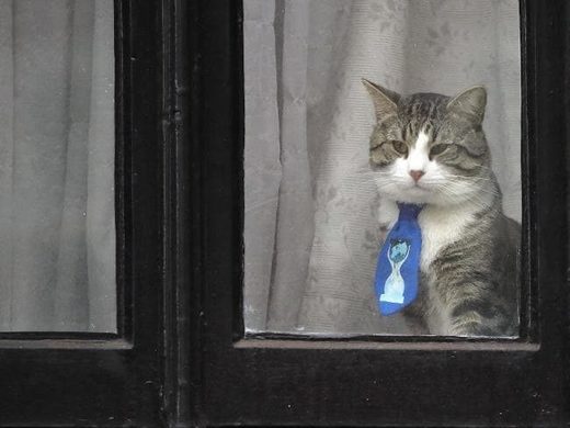 assange cat