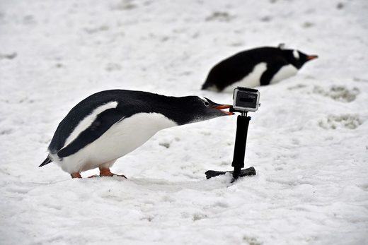 Click to enlarge Antarctica
