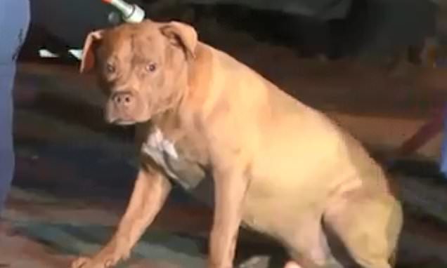 The owner of this tan-and-white pit bull, 55-year-old Angela Smith, suffered fatal dog bites inside the family's home
