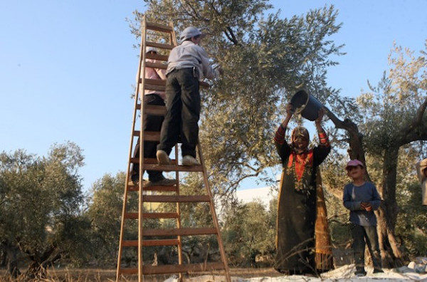 olive farmers