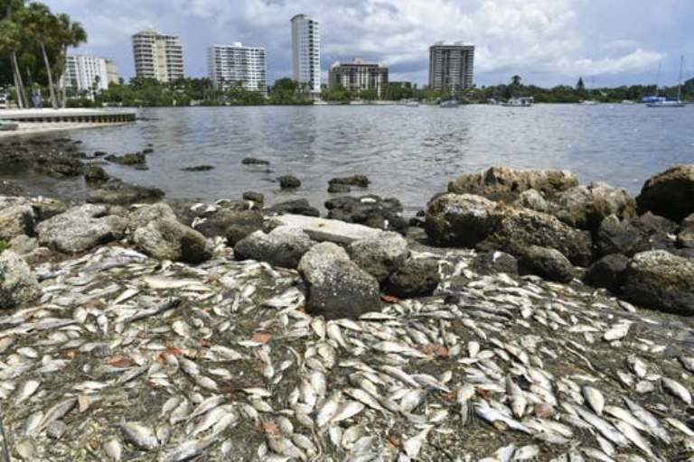 Click to enlarge Florida red tide