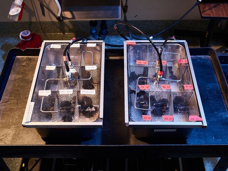 mice study air pollution
