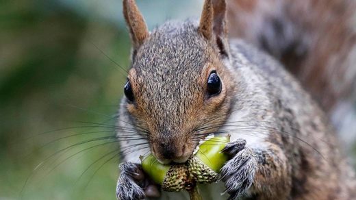Click to enlarge squirrel
