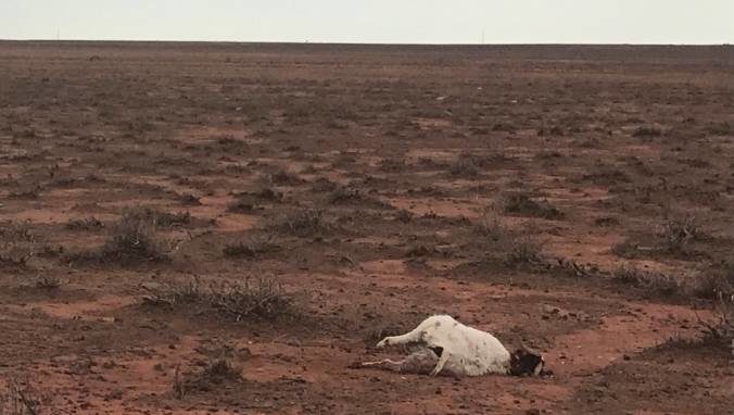 Hundreds of animals, including goats and kangaroos, were killed by hail in far-west NSW.
