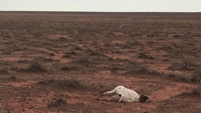 Click to enlarge Hundreds of animals, including goats and kangaroos, were killed by hail in far-west NSW.