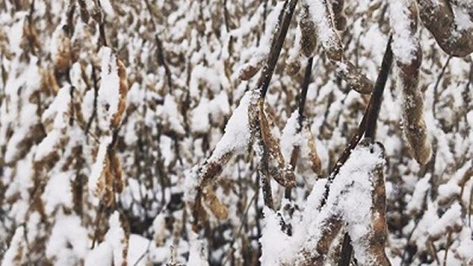 snow crop