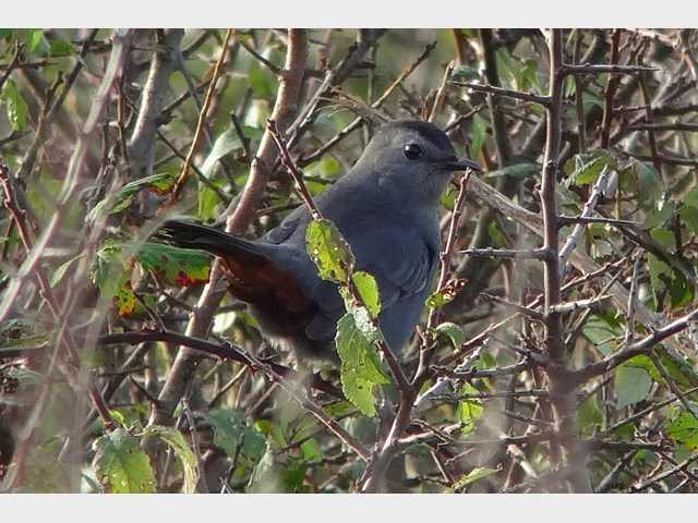 Grey Catbird in Cornwall