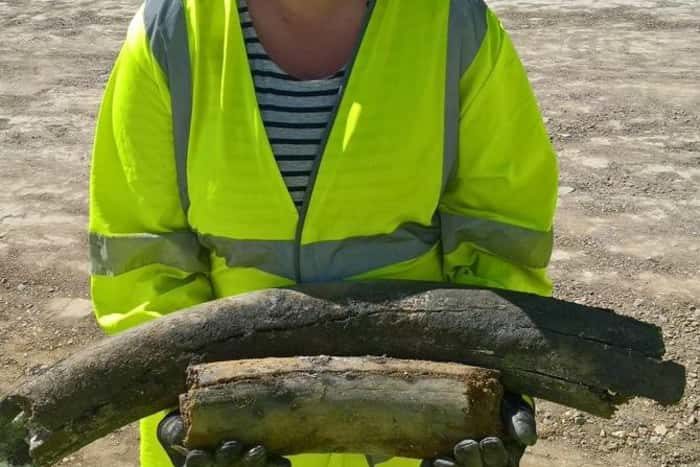 Click to enlarge mammoth bones cambridgeshire